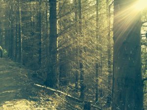 Woodland